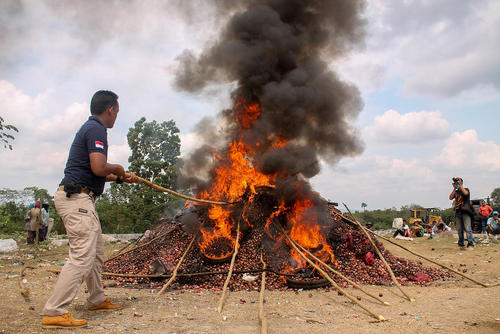 سوزاندن 8 تن پیاز قاچاق در استان آچه اندونزی