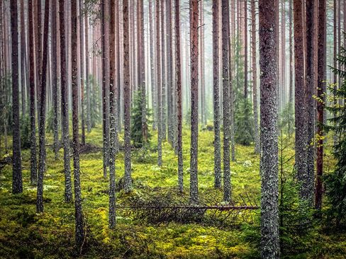 جنگلی در فنلاند