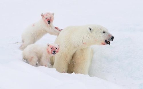 خرس های قطبی پس از خوردن ناهار – منطقه قطبی شمال کانادا