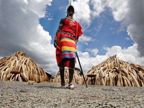 کشف 105 تن عاج فیل قاچاق در کنیا