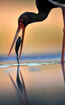 پاسخ به: دیدنی های روز