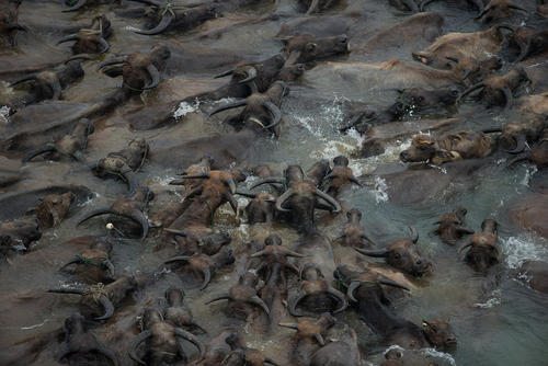 عبور گاوها از رودخانه جیالینگ – چین