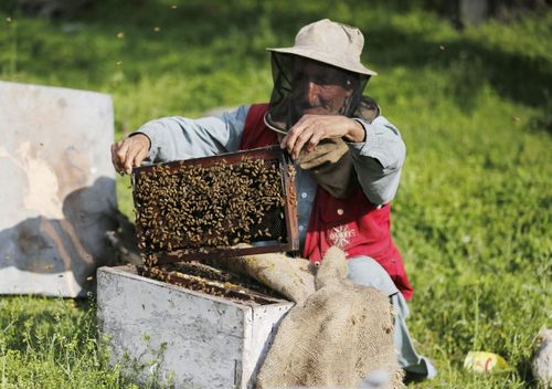 زنبورداری در سرینگر کشمیر