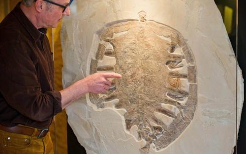 فسیل 150 میلیون ساله یک لاک پشت در نمایشگاه – موزه بامبرگ آلمان