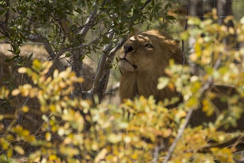 یکی از 33 شیر بازگردانده شده از سیرک هایی در پرو و کلمبیا به آفریقای جنوبی 