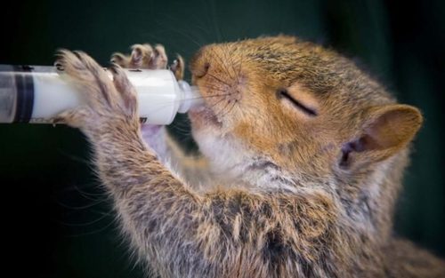 شیر نوشیدن یک بچه سنجاب در یک مرکز نگهداری از حیوانات – انگلیس
