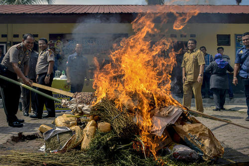 سوزاندن ماری جوانا از سوی پلیس آچه اندونزی