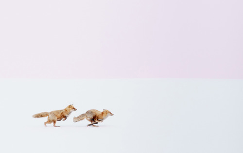 دویدن دو روباه در میان برفها(هوکایدو ژاپن)