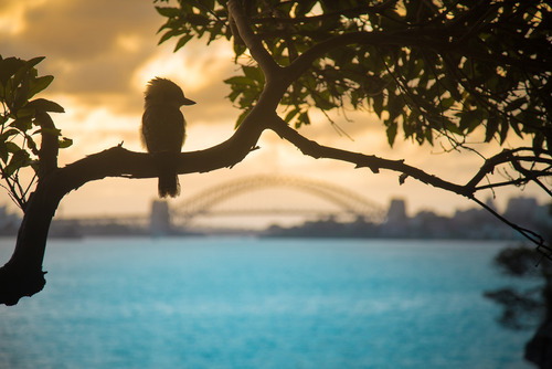 بندرگاه سیدنی و پرنده ی زیبای کوکابورا که نشسته بر شاخه درخت