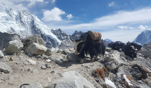 استفاده از گاومیش ها برای حمل بار به کمپ اصلی صعود به اورست