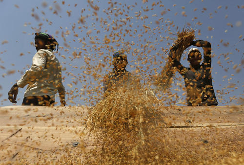 کارگران در حال برداشت محصول برنج – احمد آباد هند