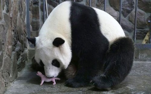 بچه پاندای تازه متولد شده در مرکز نگهداری پانداها در شهر چنگدو چین