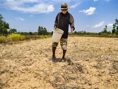 کشاورز برنج کار تایلندی در حال کاشت برنج. به دلیل خشکسالی وزارت کشاورزی تایلند به کشاورزان توصیه کرده بود تا زمان نخستین بارش صبر کنند 