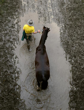 بازگشت از نخستین روز نمایش سلطنتی سالانه اسب ها در وینسور انگلیس