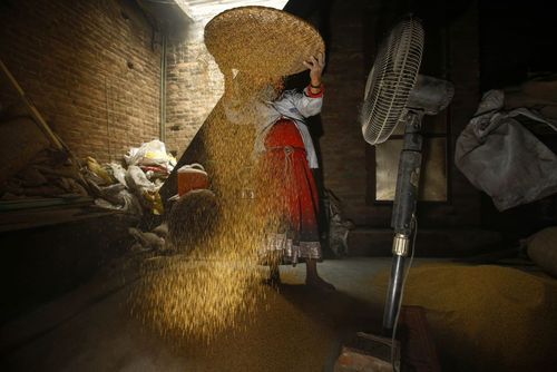 کشاورز نپالی در حال جدا کردن دانه خردل از غلاف