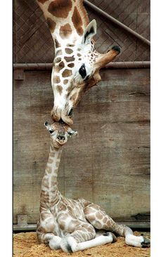 پاسخ به: دیدنی های روز