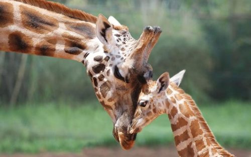 زرافه باغ وحش پرث استرالیا در حال نوازش بچه اش