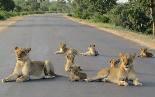 نشستن شیرها در جاده  پارک ملی کروگر در آفریقای جنوبی