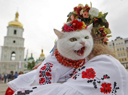 پوشاندن لباس های سنتی اوکراینی به گربه در جریان یک جشن ملی در میدان صوفیه کی یف