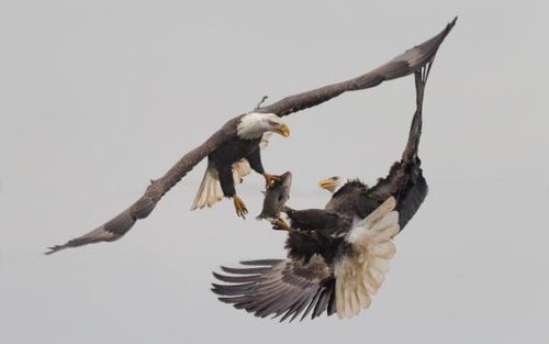 دعوای دو عقاب بر سر یک ماهی – مریلند آمریکا