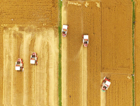 درو گندم – چین