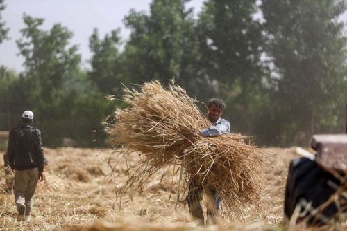 درو گندم در مزرعه ای در حومه شهر دمشق سوریه