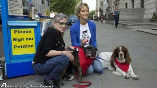 جمع آوری امضا برای کمپین توقف آزار سگ ها در چین از سوی فعالان حقوق حیوانات در لندن