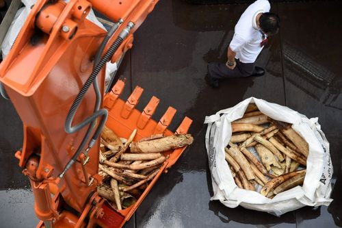 معدوم کردن عاج های فیل قاچاق کشف شده در سنگاپور