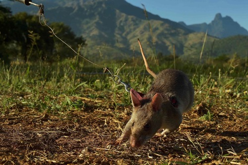 استفاده از موش های بزرگ آفریقایی برای میان یابی – تانزانیا