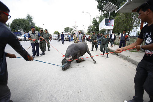 مهار یک گاو وحشی در کاتماندو نپال پس از حمله این گاو به چند شهروند که منجر به جراحات شدید یک زن شده است