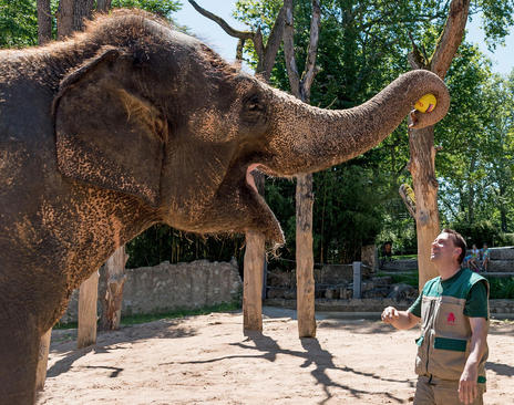ماده فیل 49 ساله در اشتوتگارت آلمان در حال پیش بینی نتیجه بازی دو تیم فوتبال آلمان و اسلواکی در چارچوب رقابت های یورو 2016