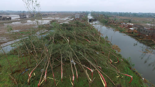 قطع درختان در اثر توفان – استان جیانگسو در چین