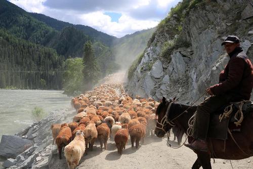 یک گله دار در حال کوچ دادن گله به ییلاق – مغولستان