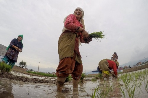 شالیکاری زنان کشاورز – نپال