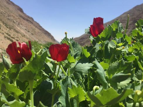 روستاي رامه-گرمسار-سمنان- حسین