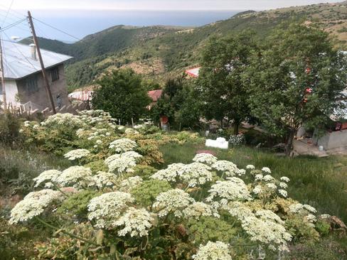 روستای گرسماسر رامسر- تورج صمیمی