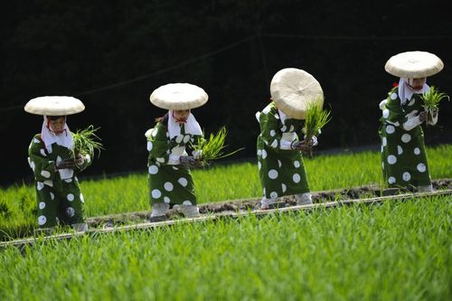 شالیکاری – ناگویا ژاپن