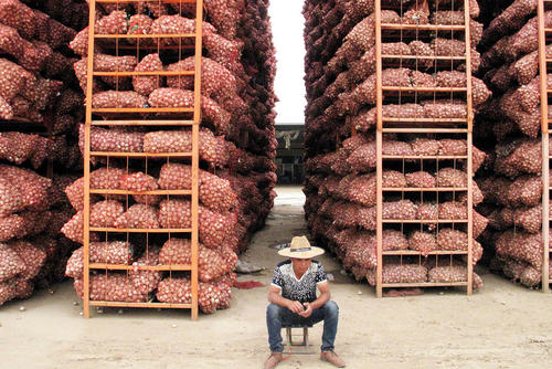 گونی های سیر در بازاری در شهر جین شیانگ چین