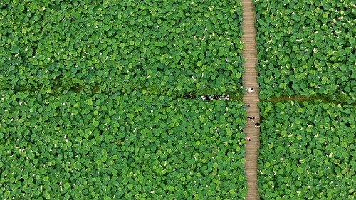 یک مزرعه نیلوفر آبی – چین