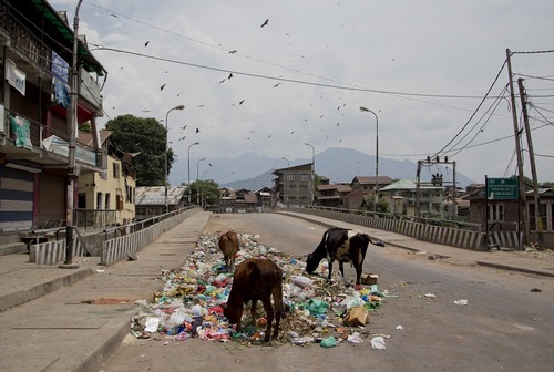 گاوها در حال خوردن زباله – کشمیر