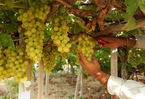 برداشت انگور از باغات غزه
