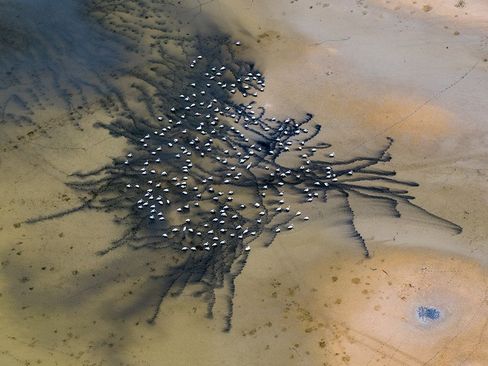 پلیکان ها بر فراز رود کلرادو در مکزیک