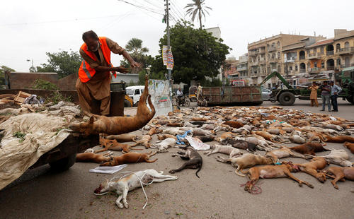 کشتن سگ های ولگرد از طریق خوراندن سم به آنها در کراچی پاکستان