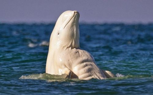 دلفین سفید در رود کانینگهام در جزیره سامرسِت  کانادا