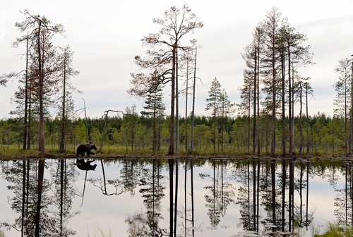 قدم زدن یک خرس در حاشیه دریاچه ای در فنلاند