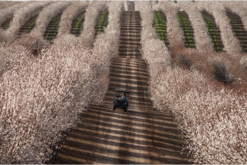 تراکتور در میان مزارع بادام در کالیفرنیا