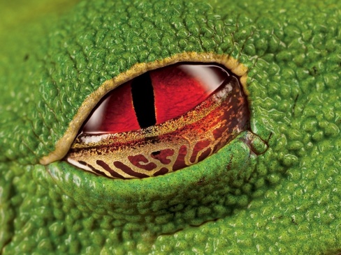 چشم قرمز مایل به زرد از یک قورباغه درختی زگیل، کاستاریکا