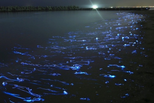 کرم شب تاب در رودخانه ای در ژاپن
