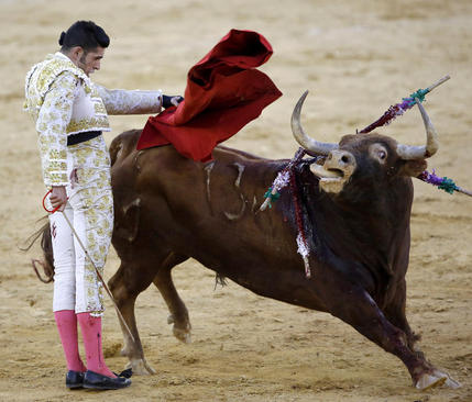 گاو بازی در مالاگا اسپانیا