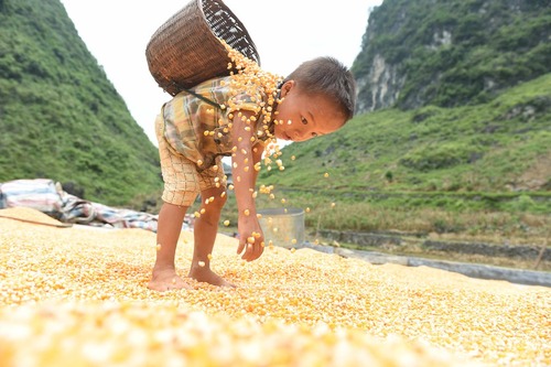 کودک کشاورز در حال کمک کردن به پدر برای خشک کردن ذرت – چین